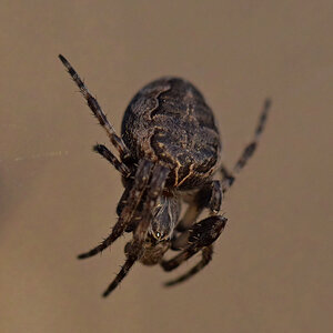 noch  `ne Spinne