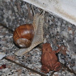 Weinbergschnecke