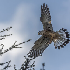 Turmfalke Männchen Wilfried Gölz 58 2