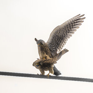 Turmfalke Begattung Wilfried Gölz 67