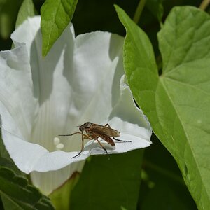 Insekt auf weisser Blume a
