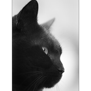 MozartPZ1 4461