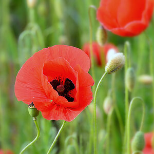 DSC 1094 Mohn