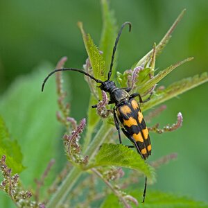 D71 4882 _Vierbindiger Schmalbock_ 6 2016