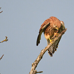 DSC 1379 Falke w Regenwurm 1000