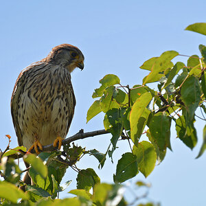 DSC 1816 Falke w 10004