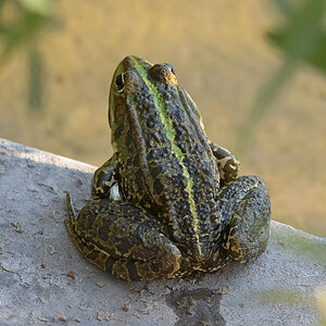 Frosch