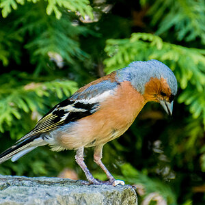 voegel 20160709 16 20 46 DSC 7023