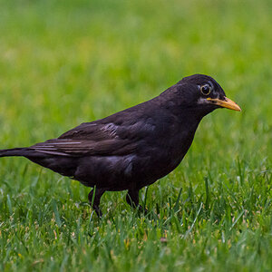 voegel 20160710 18 55 16 DSC 7083