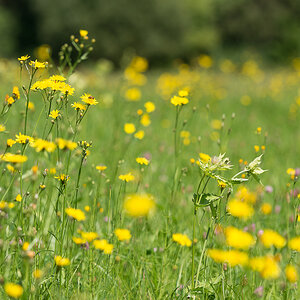 Blumenwiese phe1397 NX 1