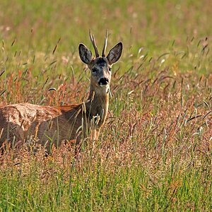 D75 5712 Rehbock im Sommergras 6 2016