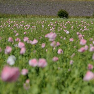 DSC 7762a