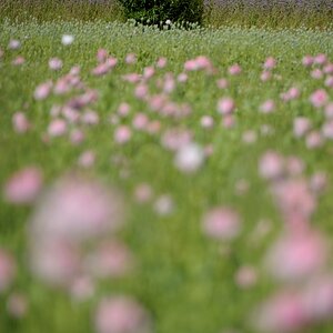 DSC 7764a