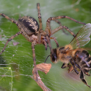 Spinne tötet Biene2