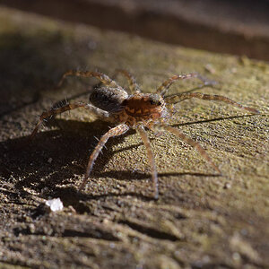 Spinne2