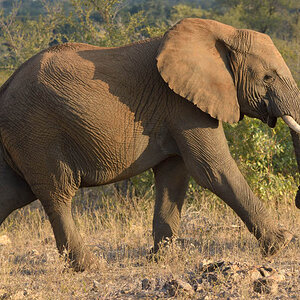 GS KNP 2016 Elefant 06 1
