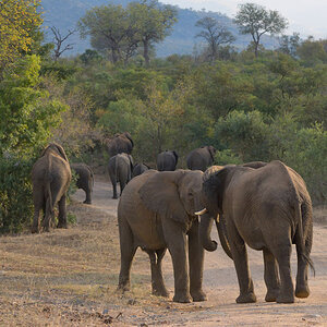 GS KNP 2016 Elefant 09