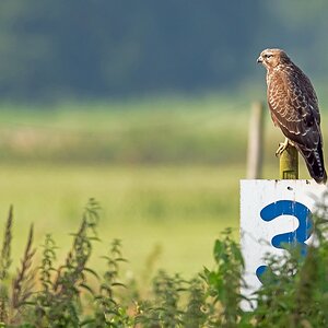 D75 6747 Bussard Nr. 3 IA 7 2016