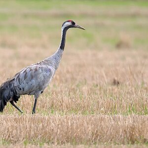 D75 6883 Kranich IB 8 2016
