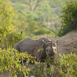 GS KNP 2016 Nashorn 04