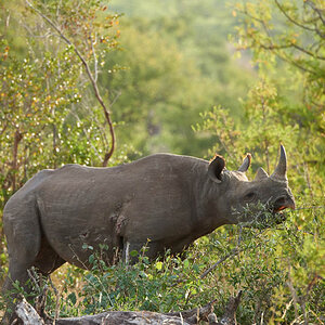 GS KNP 2016 Nashorn 05
