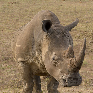 GS KNP 2016 Nashorn 07