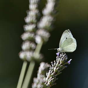 201607 Kohlweissling