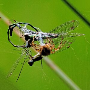 D50 1582 Spinne webt ihren Fang einII 8 2016