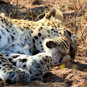 Leo1 -02