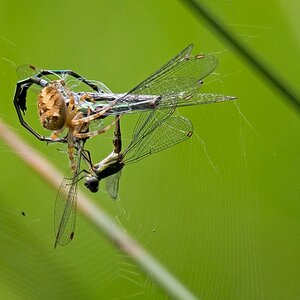 D50 1583_Spinne begutachtet ihre Beute_ 8_ 2016