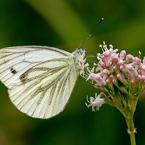 D71 5071 Kohlweißling IIIA 7 2016