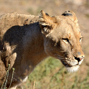 Löwe-03