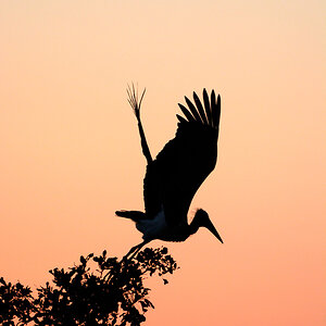 Storch1