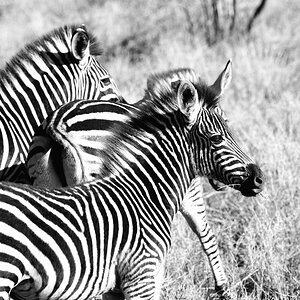 Zebra3