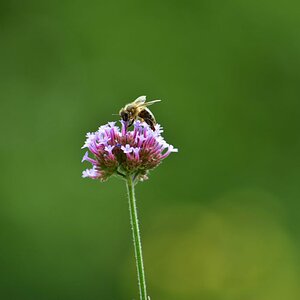 Biene auf Blume