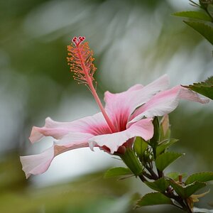 Blume