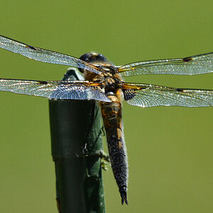 Vierflecklibelle