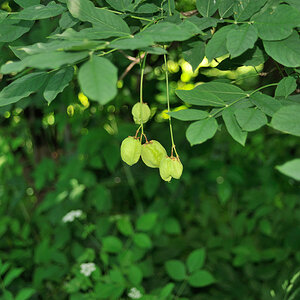 Laubbaum1