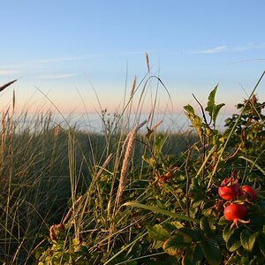 Hagebutten in den Dünen