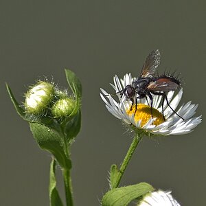 Ne Fliege