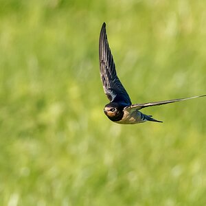 D50 0497 Rauchschwalbe im Anflug 8 2016