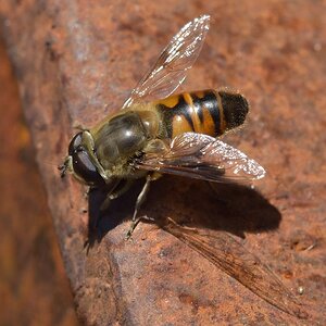 Schwebfliege