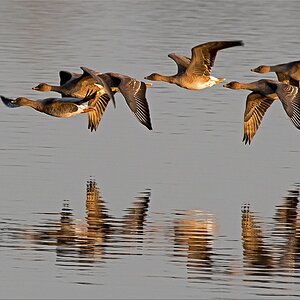 D75 0840 Gänse im Abendlicht IAB 11 2015
