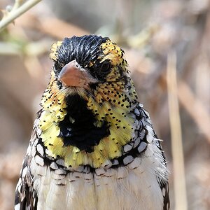 Ohrfleck Bartvogel d'Anaud's Barbet
Ruaha Nationalpark

s460 Ruaha dArnauds Barbet 2988