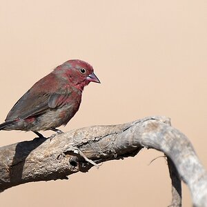Senegalamarant auch Zwergblutfink und Roter Astrild genannt (Red-billed firefinch)
Ruaha Nationalpark

s465 Ruaha Red-billed Firefinch 3043