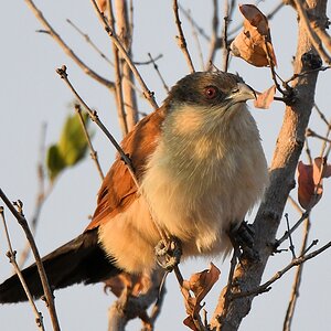 Tiputip  (Burchell's Coucal)
Ruaha Nationalpark

s510 Ruaha BurchellsCoucal 3578