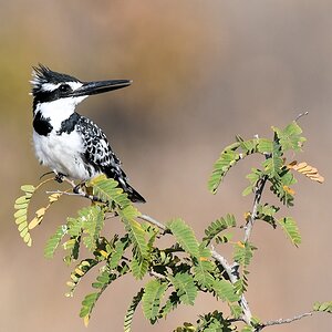 Graufischer (pied kingfisher)
Ruaha Nationalpark

s524 Ruaha Graufischer 3788
