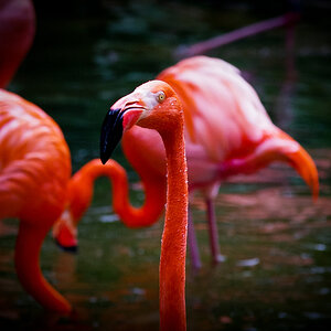 Flamingo