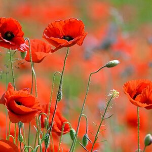 DSC 0844 Mohn 1000