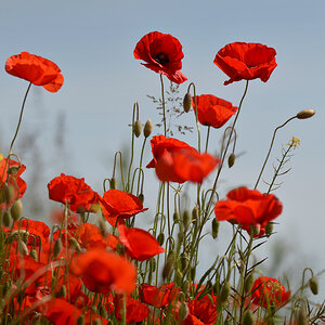 DSC 0856 Mohn 1000
